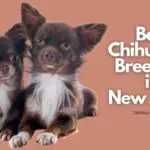 7 Best Chihuahua Breeders in New Jersey