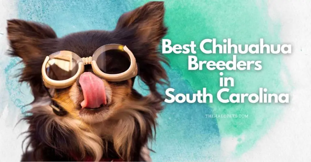 7 Best Chihuahua Breeders in South Carolina
