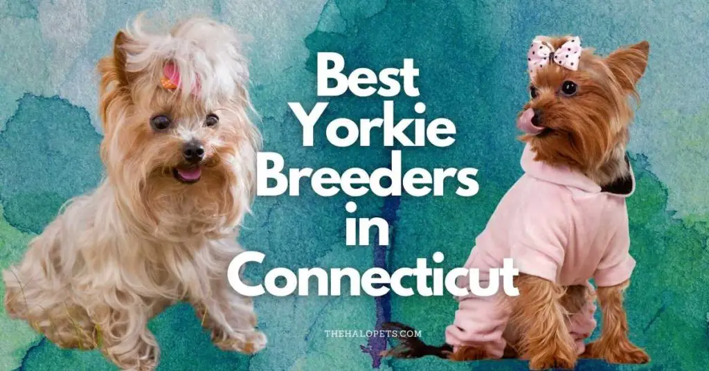 7 Best Yorkie Breeders in Connecticut
