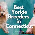 7 Best Yorkie Breeders in Connecticut