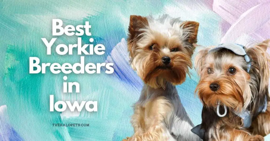 9 Best Yorkie Breeders in Iowa
