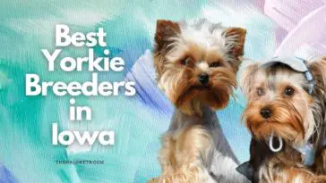 9 Best Yorkie Breeders in Iowa