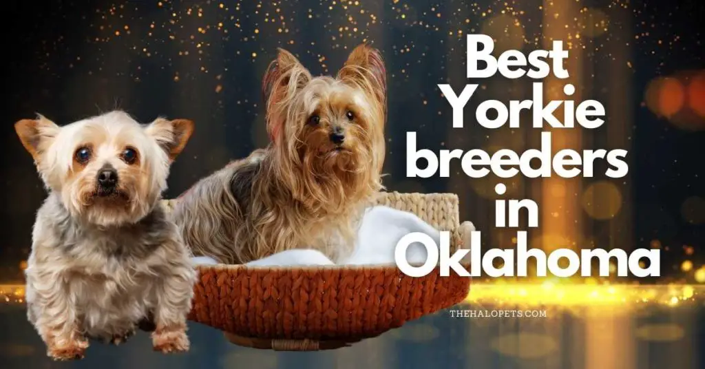 7 Best Yorkie Breeders in Oklahoma