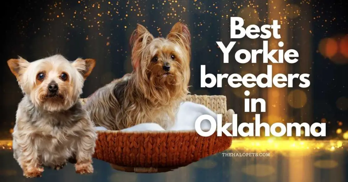 7 Best Yorkie Breeders in Oklahoma (Read This First!)