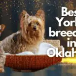 7 Best Yorkie Breeders in Oklahoma