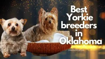 7 Best Yorkie Breeders in Oklahoma