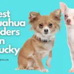 8 Best Chihuahua Breeders in Kentucky