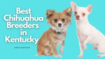 8 Best Chihuahua Breeders in Kentucky