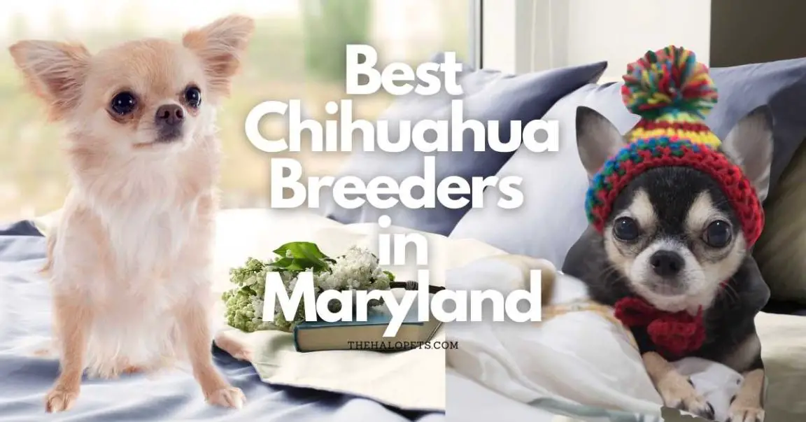 8 Best Chihuahua Breeders in Maryland (Read This First!)