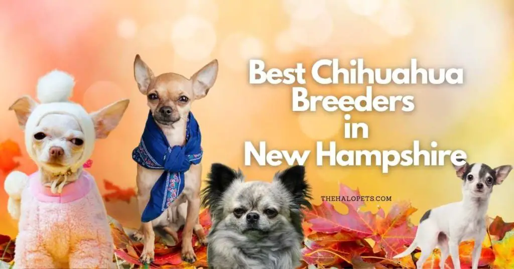 8 Best Chihuahua Breeders in New Hampshire 