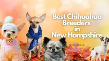 8 Best Chihuahua Breeders in New Hampshire