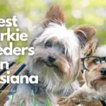8 Best Yorkie Breeders in Louisiana