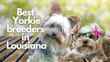 8 Best Yorkie Breeders in Louisiana