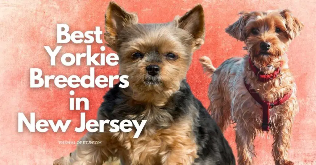 8 Best Yorkie Breeders in New Jersey