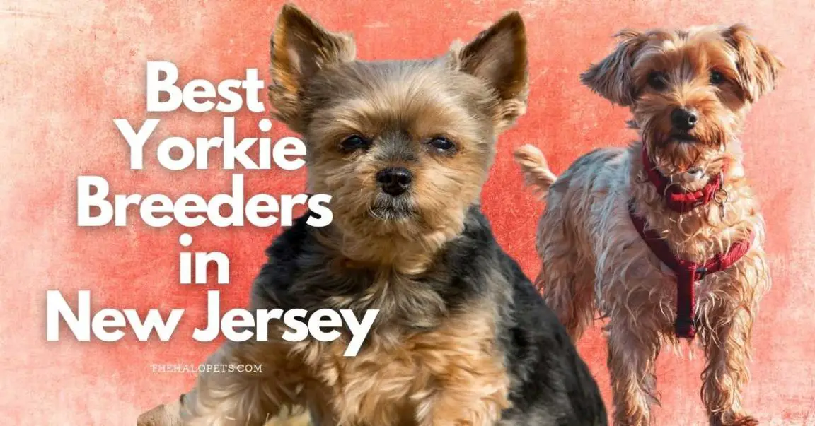 8 Best Yorkie Breeders in New Jersey (Read This First!)