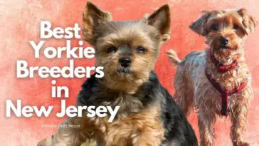 8 Best Yorkie Breeders in New Jersey