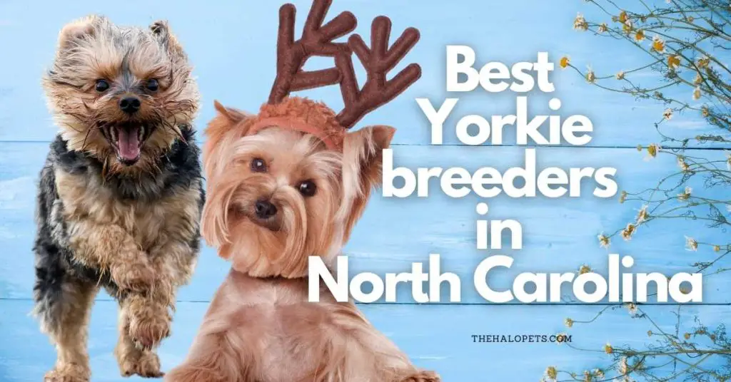 9 Best Yorkie Breeders in North Carolina
