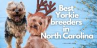 9 Best Yorkie Breeders in North Carolina