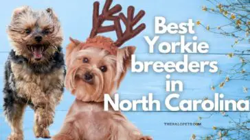 9 Best Yorkie Breeders in North Carolina