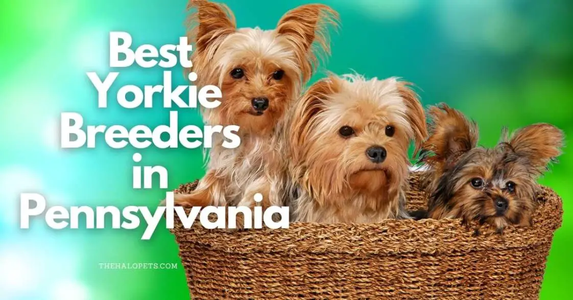 8 Best Yorkie Breeders in Pennsylvania