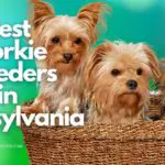 8 Best Yorkie Breeders in Pennsylvania