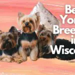 10 Best Yorkie Breeders in Wisconsin