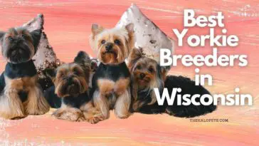 10 Best Yorkie Breeders in Wisconsin