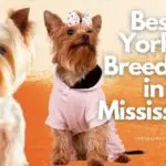 8 Best Yorkie Breeders in Mississippi