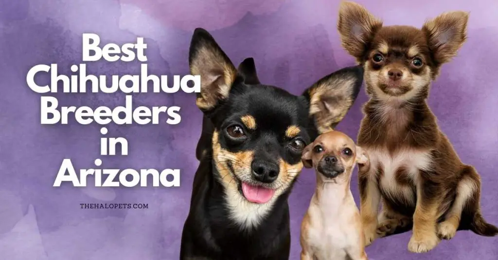 9 Best Chihuahua Breeders in Arizona
