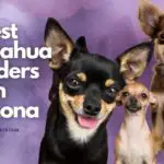 9 Best Chihuahua Breeders in Arizona