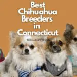 9 Best Chihuahua Breeders in Connecticut