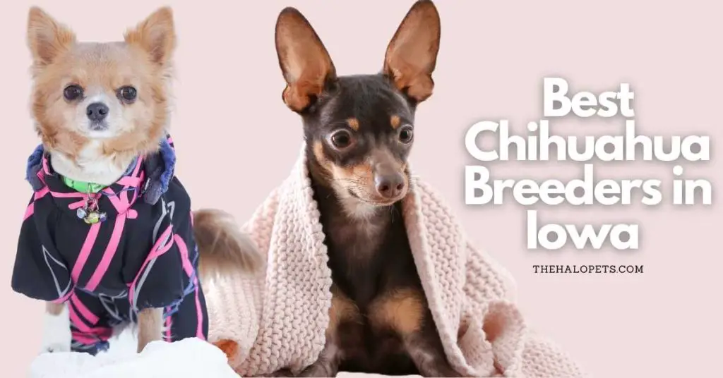 Best Chihuahua Breeders in Iowa 