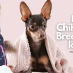 9 Best Chihuahua Breeders in Iowa 