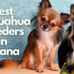 9 Best Chihuahua breeders in Indiana