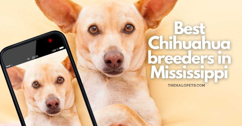  Best Chihuahua breeders in Mississippi