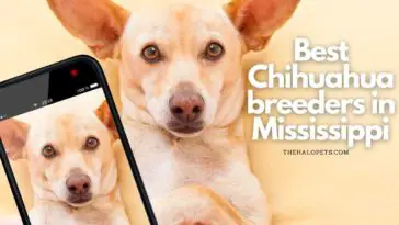 Chihuahua breeders in Mississippi