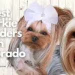 9 Best Yorkie Breeders in Colorado