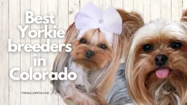 9 Best Yorkie Breeders in Colorado