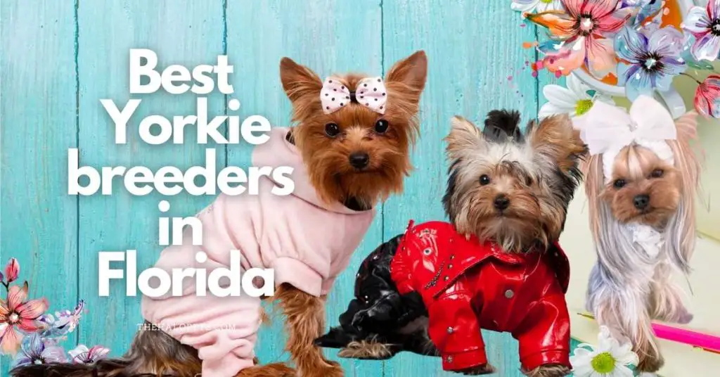 9 Best Yorkie Breeders in Florida