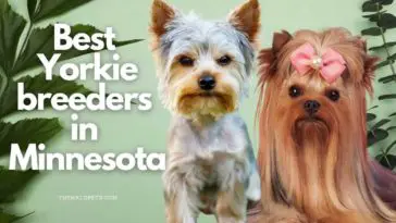 9 Best Yorkie Breeders in Minnesota