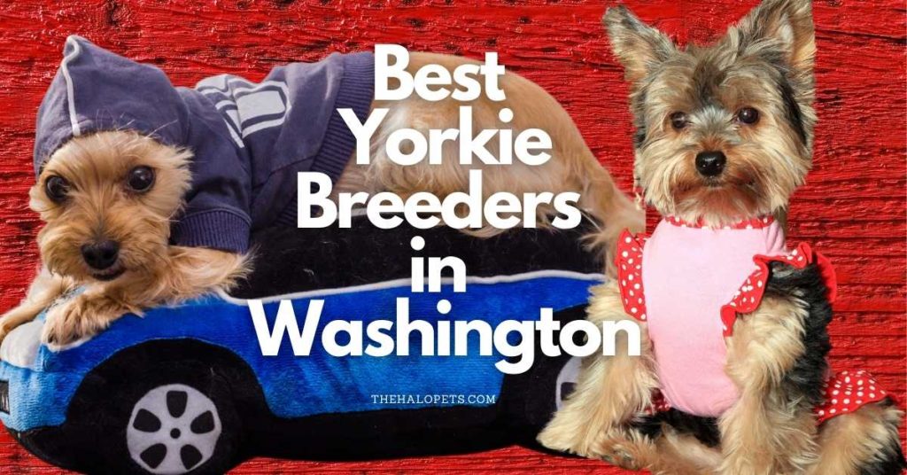 9 Best Yorkie Breeders in Washington
