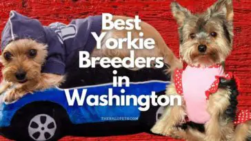 9 Best Yorkie Breeders in Washington
