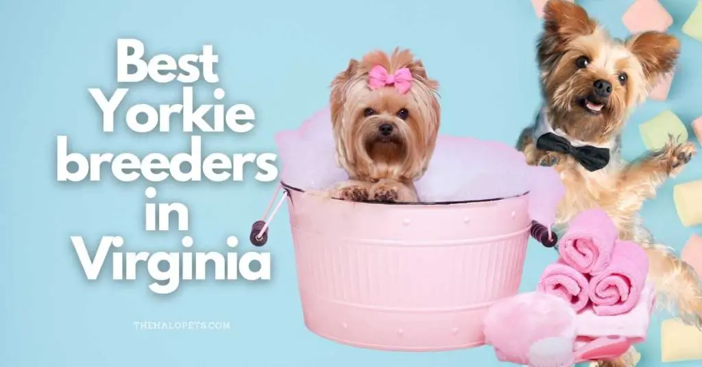 9 Best Yorkie breeders in Virginia