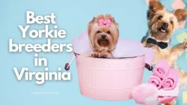 9 Best Yorkie breeders in Virginia
