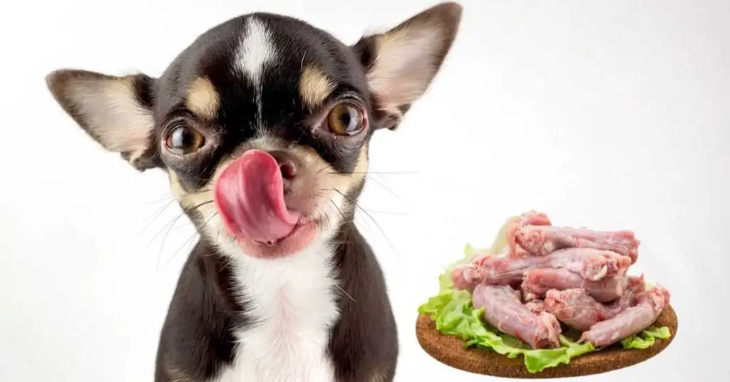 At What Age Can Puppies Eat Raw Chicken Neck 