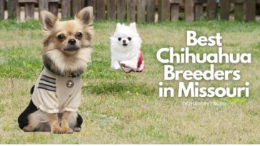 Best Chihuahua Breeders In Missouri