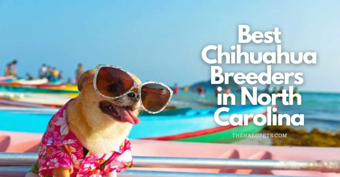 10 Best Chihuahua Breeders In North Carolina (Read This First!) 10 Best Chihuahua Breeders In North Carolina (Read This First!)