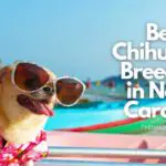 Best Chihuahua Breeders in North Carolina