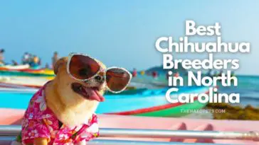 Best Chihuahua Breeders in North Carolina