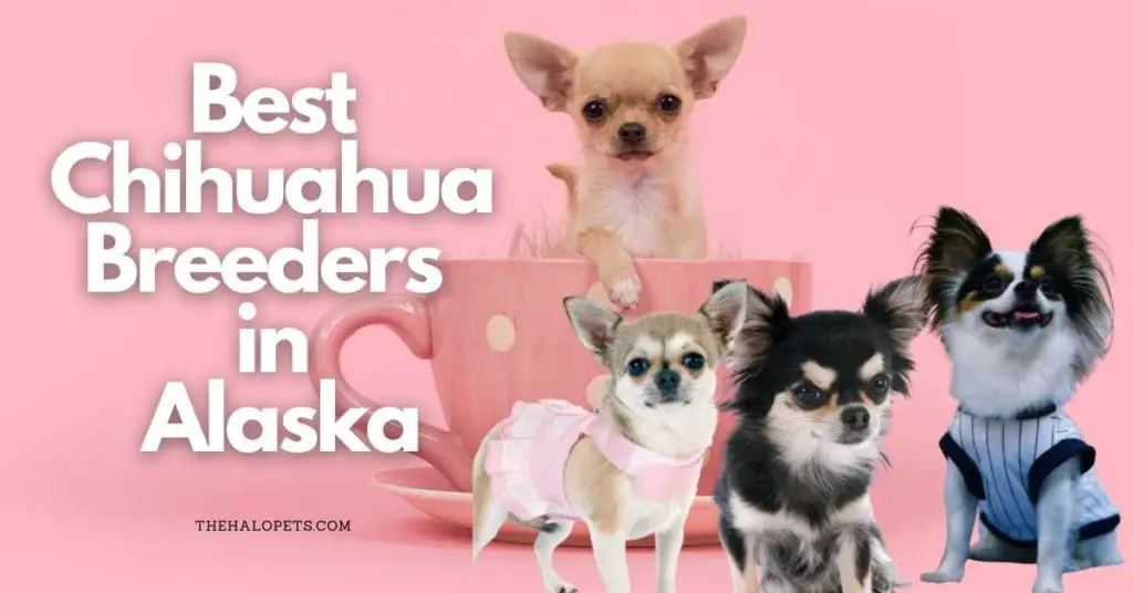 4 Best Chihuahua Breeders in Alaska